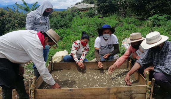 En el municipio de Urrao la Federación Nacional de Cafeteros realiza demostración de método para la elaboración de germinador comunitario